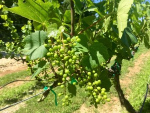 grapes in missouri wine country