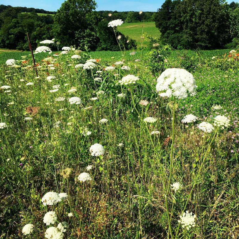 A Drive To Missouri Wine Country