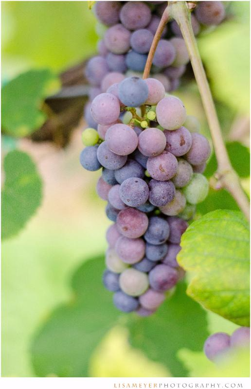 What is veraison?