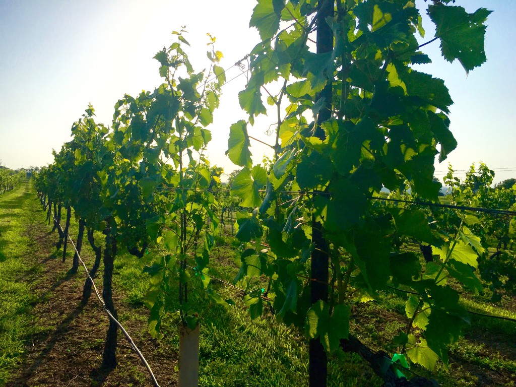 veraison in the chaumette vineyards